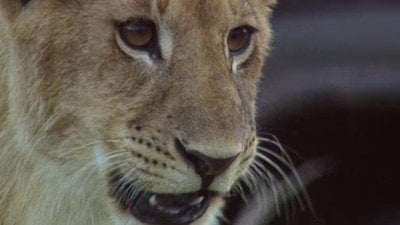 Big Cat Diary Season 1 Episode 4