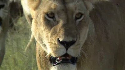 Big Cat Diary Season 1 Episode 6