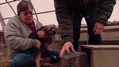 Breed All About It Season 6 Episode 1