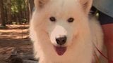 Samoyed