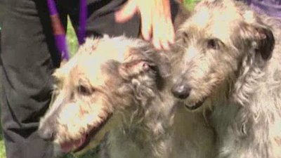 Breed All About It Season 5 Episode 5