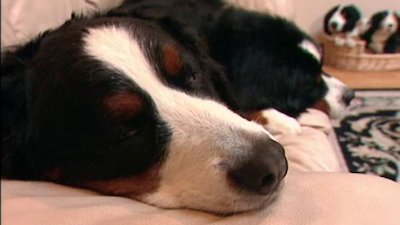 Breed All About It Season 5 Episode 11