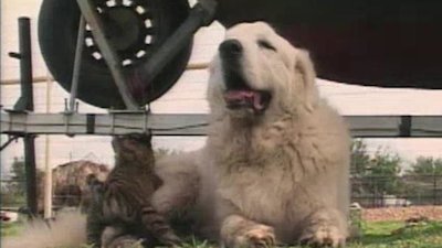 Breed All About It Season 5 Episode 12