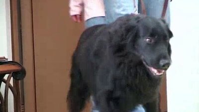 Breed All About It Season 5 Episode 14