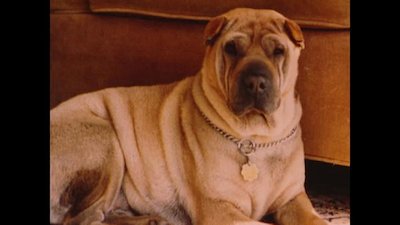 Breed All About It Season 4 Episode 3