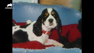 Breed All About It Season 4 Episode 14