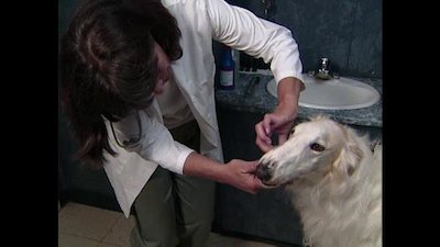 Breed All About It Season 3 Episode 2