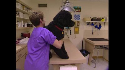 Breed All About It Season 3 Episode 9