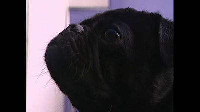 Breed All About It Season 3 Episode 10