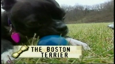 Breed All About It Season 2 Episode 3