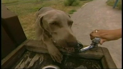 Breed All About It Season 2 Episode 4