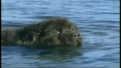 Breed All About It Season 2 Episode 5