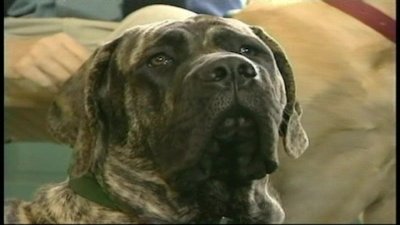 Breed All About It Season 2 Episode 6