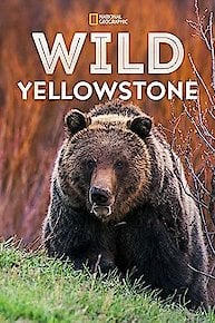 Wild Yellowstone