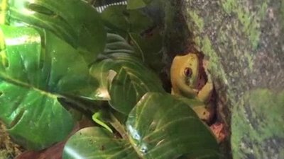 pocket.watch HobbyKidsTV mishmash Season 2 Episode 14