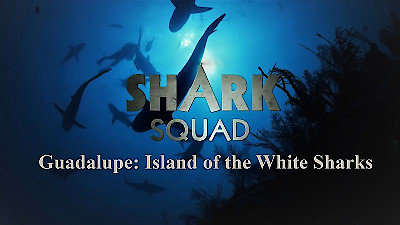 Shark Squad Season 1 Episode 1