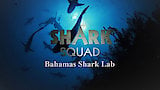 Bahamas Shark Lab