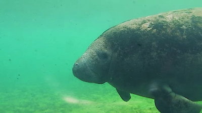 Secrets of the Zoo Season 1 Episode 1