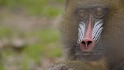 Secrets of the Zoo Season 2 Episode 10