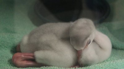 Secrets of the Zoo Season 4 Episode 2