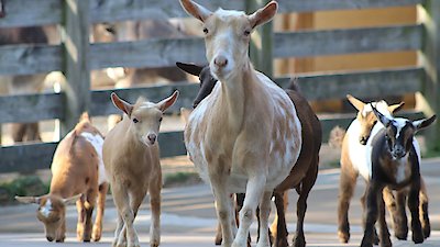 Secrets of the Zoo Season 4 Episode 3