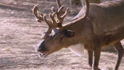 Secrets of the Zoo Season 5 Episode 3