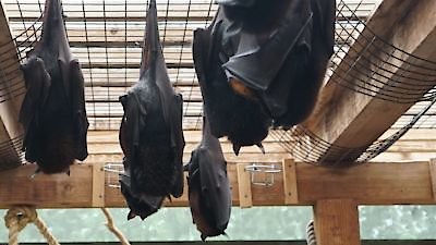 Secrets of the Zoo Season 5 Episode 5