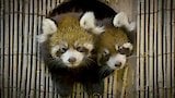 Red Panda Drama Mama