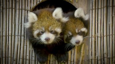 Secrets of the Zoo Season 5 Episode 6