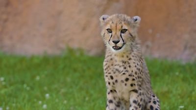 Secrets of the Zoo Season 5 Episode 9