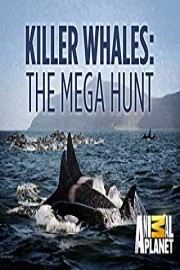 Killer Whales The Mega Hunt