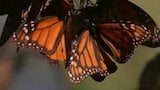 Monarchs Amazing Journey