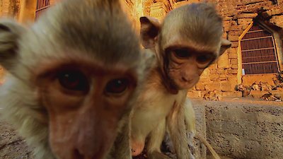 Zoofari Season 1 Episode 8