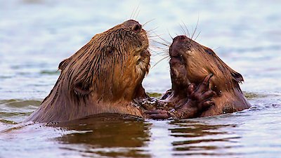 Zoofari Season 1 Episode 12