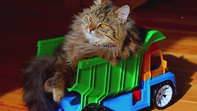 Zoofari Season 1 Episode 6