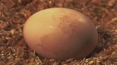 Zoofari Season 1 Episode 11