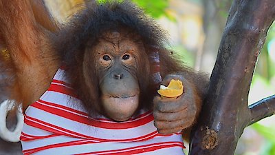 Zoofari Season 1 Episode 7