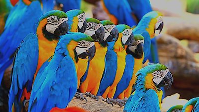 Zoofari Season 1 Episode 5