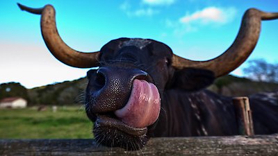 Zoofari Season 1 Episode 13