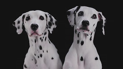 Zoofari Season 1 Episode 3