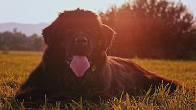 Zoofari Season 1 Episode 4