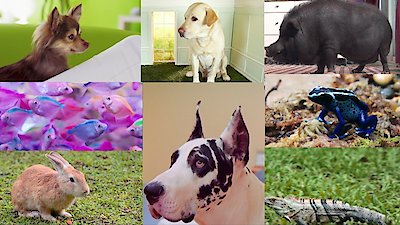 Zoofari Season 1 Episode 1