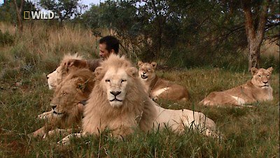 Watch The Lion Ranger Season 1 Episode 3 - Death in the Kingdom Online Now
