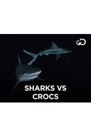 Shark-Croc Showdown