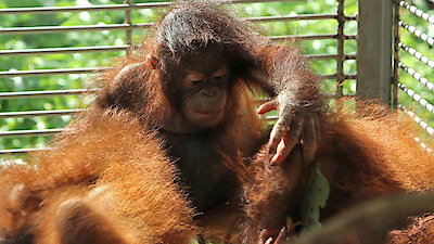 Meet The Orangutans Season 1 Episode 2