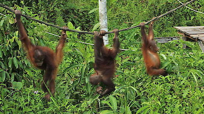 Meet The Orangutans Season 1 Episode 3