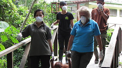Meet The Orangutans Season 1 Episode 5