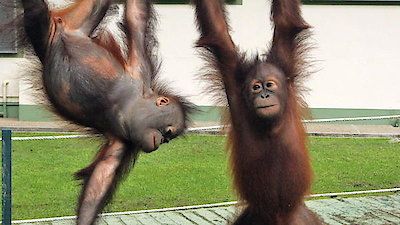 Meet The Orangutans Season 1 Episode 7