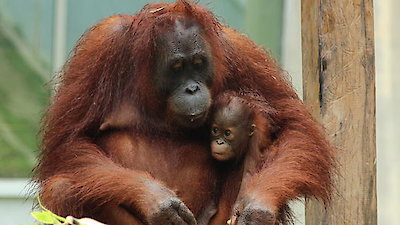 Meet The Orangutans Season 1 Episode 8