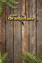 Meet The Orangutans